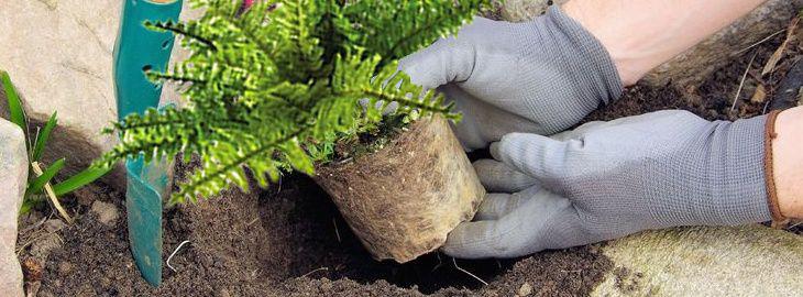 planter une fougere en pot